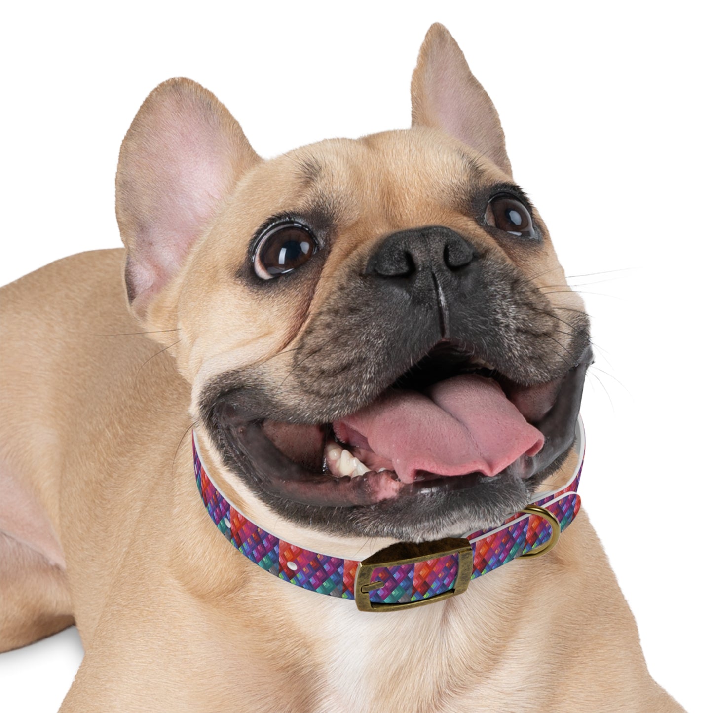 Colorful Dog Collar
