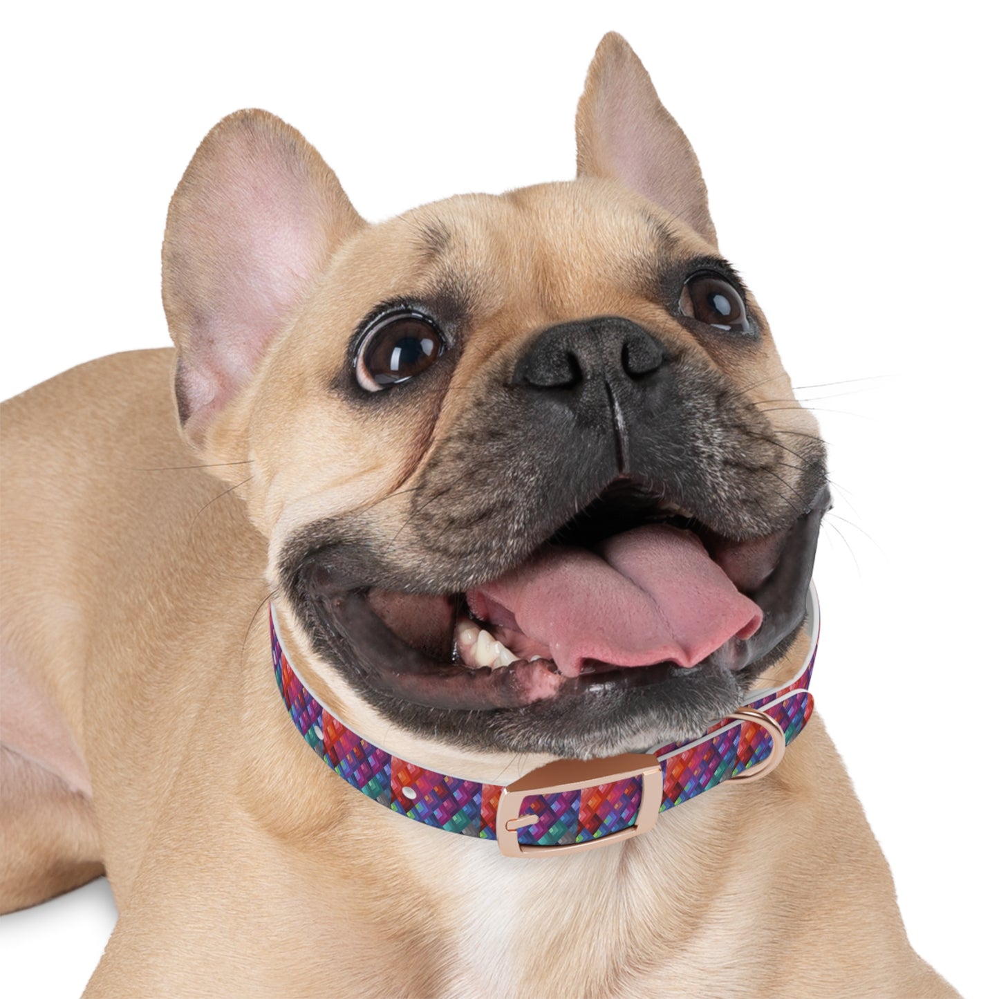 Colorful Dog Collar