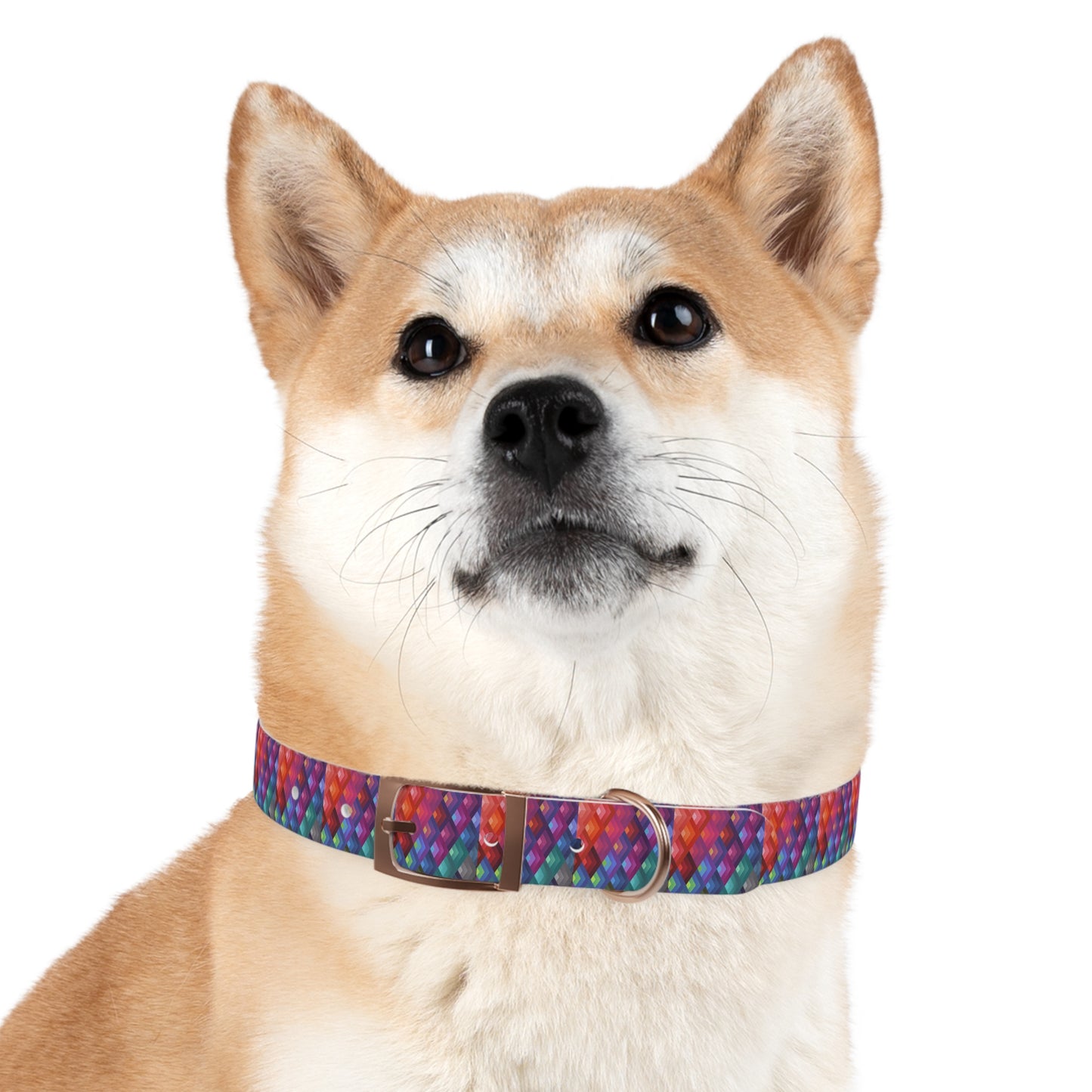 Colorful Dog Collar