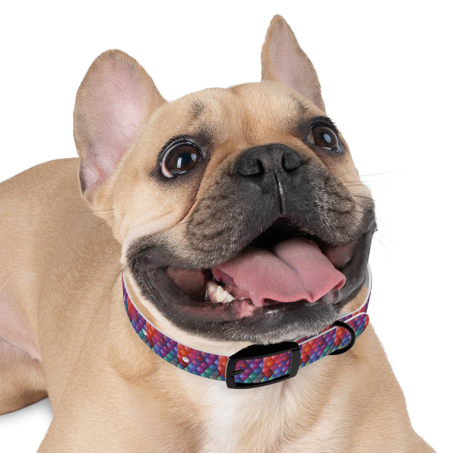Colorful Dog Collar