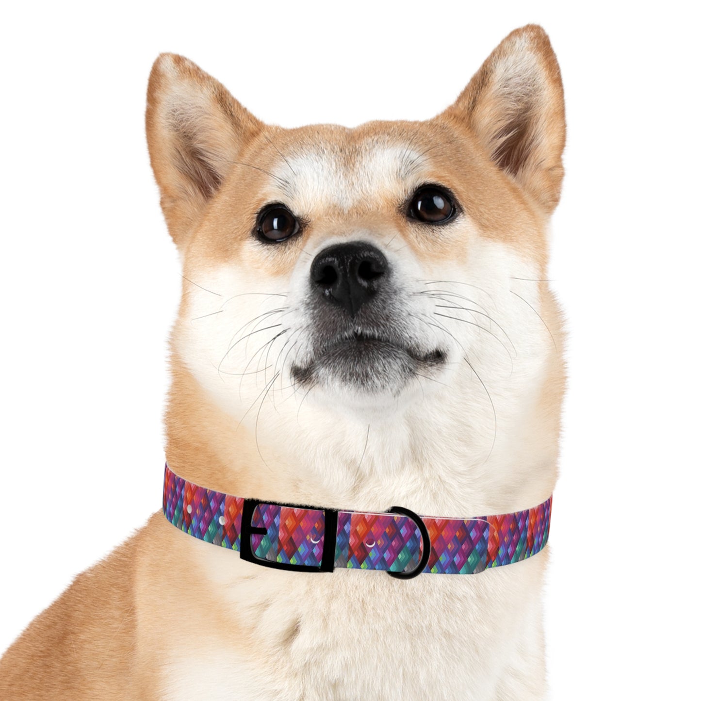 Colorful Dog Collar