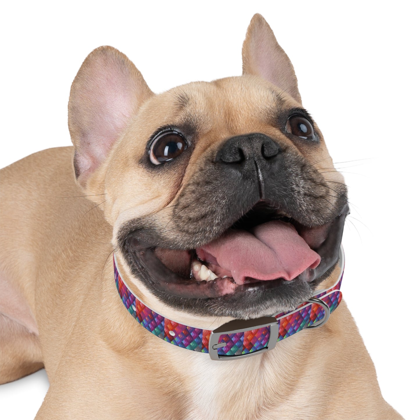 Colorful Dog Collar